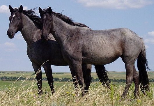 Transférer un cheval